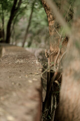 The northern palm squirrel (Funambulus pennantii), also called the five-striped palm squirrel, is a species of rodent in the family Sciuridae. Ahmedabad near the Gotila Garden.