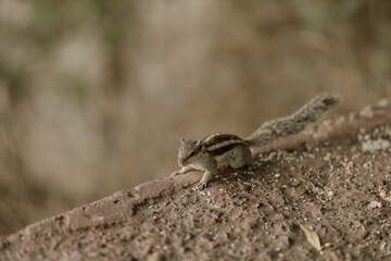 The northern palm squirrel (Funambulus pennantii), also called the five-striped palm squirrel, is a species of rodent in the family Sciuridae. Ahmedabad near the Gotila Garden.
