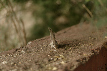 The northern palm squirrel (Funambulus pennantii), also called the five-striped palm squirrel, is a species of rodent in the family Sciuridae. Ahmedabad near the Gotila Garden.