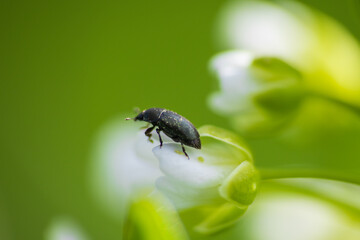 Rape beetle, meligethes aeneus on field pennycress, thlaspi arvense plant. Spring nature background