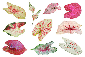 Set of Tropical Caladium Leaves Isolated on White Background wit