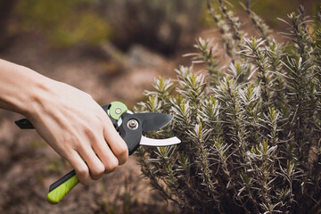 spring pruning of the garden with secateurs, care for lavender