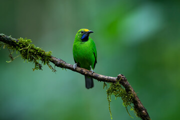 Indian Bird in Natural Habitat