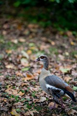 Vertical closeup shot of an Egyptian goose with gray and brown plumage standing on leaves