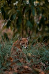 Vertical closeup shot of a red fox looking at the camera behind the green grass