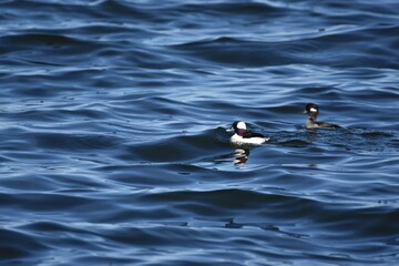 Buffleheads on the water