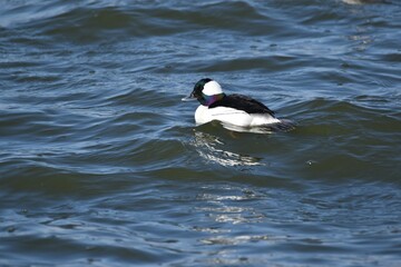 Buffleheads on the water