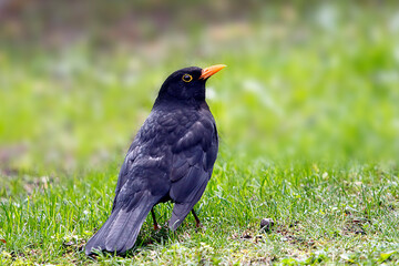 Eine Amsel im Garten auf Futtersuche