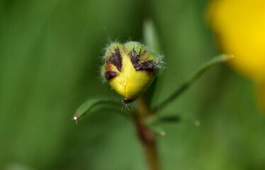 Gelbe Knospe einer Butterblume