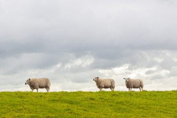 Fototapeta premium three sheep walking over a dike with green grass under a clouded sky in Friesland The Netherlands