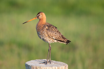 blacktail godwit bird