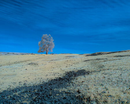 Lone Oak Tree Atop A Hill At Table Mountain - Butte County California USA - False Color Infrared