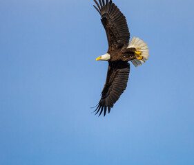 American Bald Eagle flying over West Point Dam in Georgia.