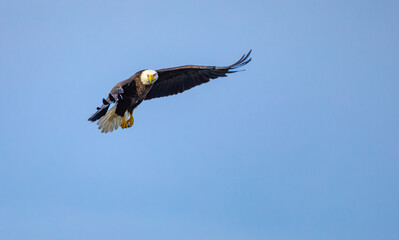 American Bald Eagle flying over West Point Dam in Georgia.
