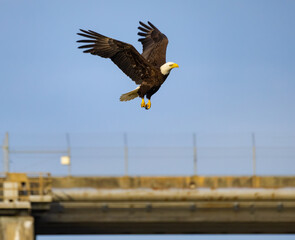 American Bald Eagle flying over West Point Dam in Georgia.