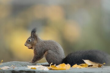 Closeup of squirrel perching on stone