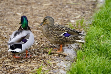 A pair of Mallards (Anas platyrhynchos) Anatidae family. Hanover-Berggarten, Germany.
