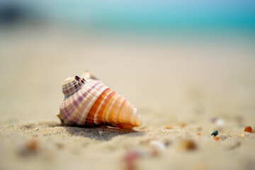 Fototapeta na wymiar Beautiful seashell on a beach near the ocean in a clear summer day. Illustration. Generative AI