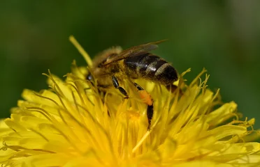 Fotobehang Biene gräbt sich in eine Löwenzahnblüte © christiane65