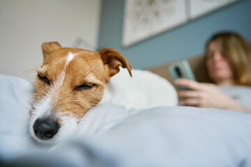 Woman with cute dog chilling in bed at morning and use smartphone, lazy morning. Spending time together, pet affection