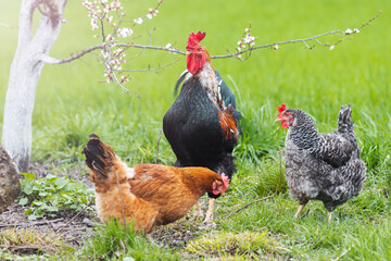 rooster and hens on the background of a flowering tree