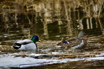 Obraz premium Hen and drake mallard feeding 