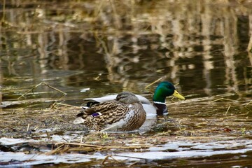 Hen and drake mallard feeding 