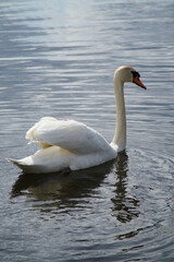 white swan swimming on the water