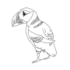 Puffin. Vector sketch of hand drawn bird. Linear animals art.