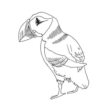 recommend clip art: Puffin. Vector sketch of hand drawn bird. Linear animals art.