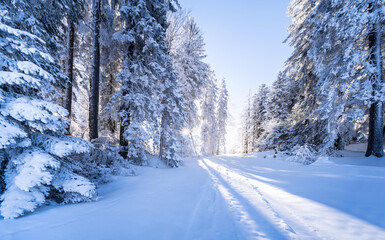 Winter forest in Seefeld, Austria