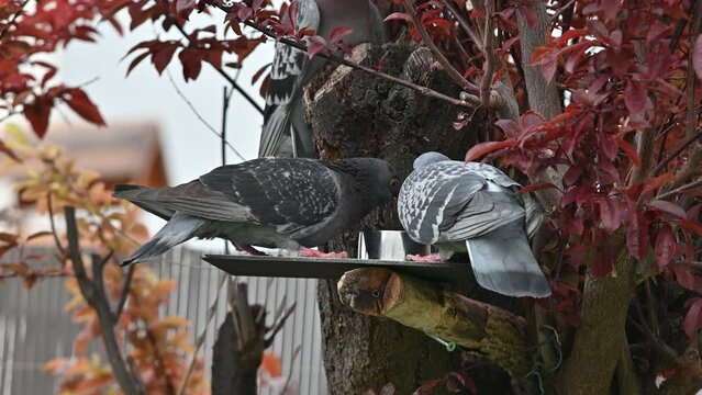 pigeons, tourterelle, animal, oiseau, 