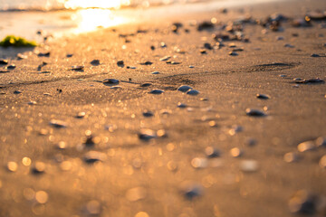 Sea shells on sand
