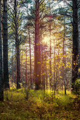 sunset in a wild pine forest, the sun breaks through the tree trunks