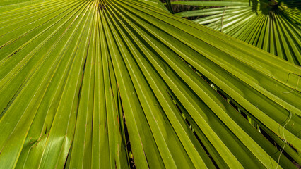 Long lines of palm leaves, minimalistic geometric tropical green background, natural leaf texture pattern, natural play of light and shadow on a hot summer day in nature, ecology and recreation theme