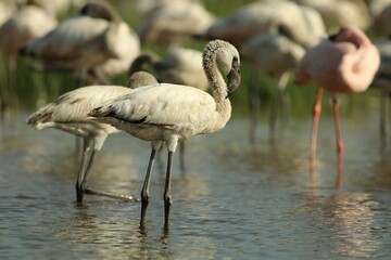 Close-up view of flamingos perching in the water on a sunny day