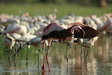 Close-up view of pink and white-feathered flamingos perching in the water on a sunny day