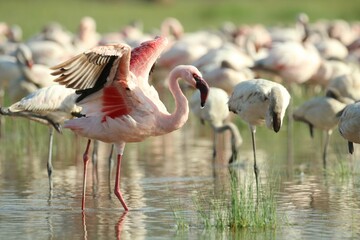 Close-up view of pink and white-feathered flamingos perching in the water on a sunny day
