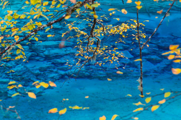 Autumn tree in lake, Jiuzhaigou National Park, Sichuan Province, China