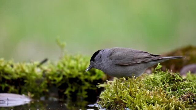 Eurasian Blackcap Sylvia atricapilla in the wild. The bird drinks the water and flies away.