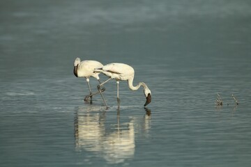 Close-up view of two black-billed white Greater flamingos in the water