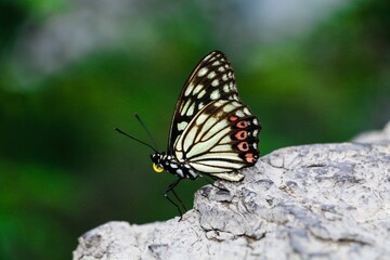 Close-up profile view of a Hestina resting on a stone