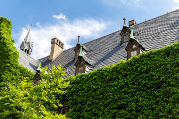 Magdeburg gothic medieval cathedral Dom church slate tile roof and green fresh Ivy covered old stone wall against clear blue sky sunny day. Plunt creeper overgrown building facade with rooftop window