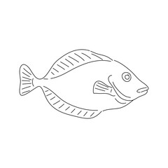 Flounder. Hand drawn fish isolated on white. Vector illustration.