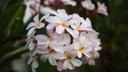 plumeria flower hawaii