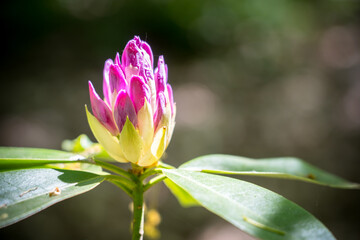 Beautiful Rhododendron Purpureum