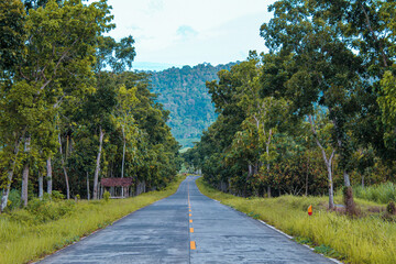 Straight road through the trees in the middle of the Asian forest