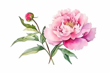 Watercolor pink magenta peony flowers bouquet. Generative ai