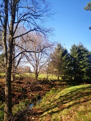 Obraz premium trees in the forest