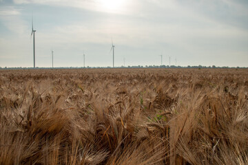 Wind turbines with rotor blades producing alternative form of energy on unoccupied sites. Windfarm...